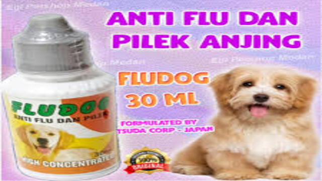 Obat Flu untuk Anjing Panduan Lengkap Mengatasi Flu