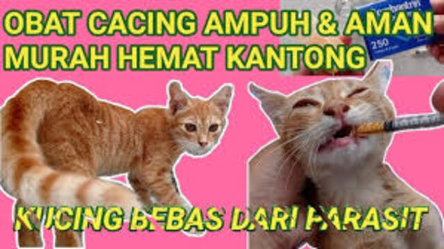 Pentingnya Obat Cacing untuk Kucing Jenis, Dosis,